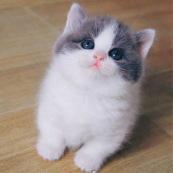 6252943 munchkin cat 1655034170