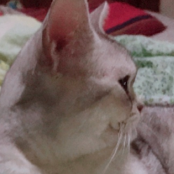 2309050 cats tiger 1578991777